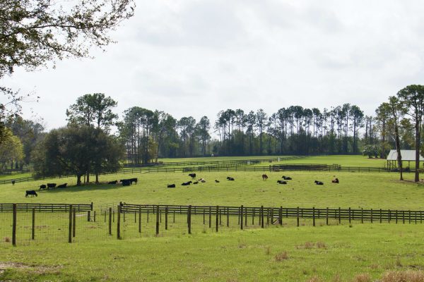 Cows at Ranch