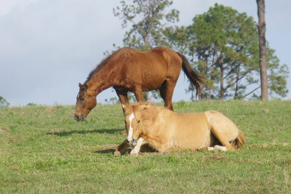 Horses at ranch